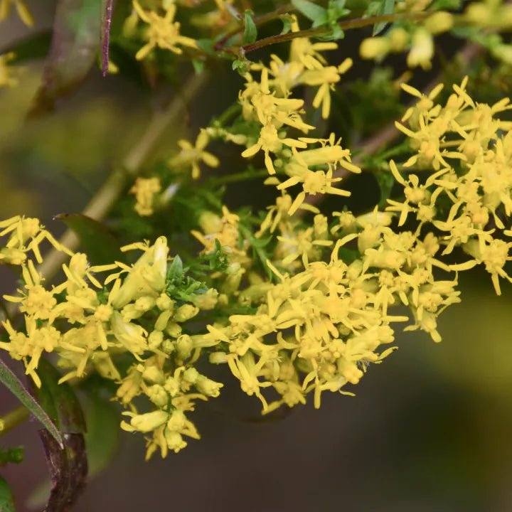 Sweet Goldenrod Plant Sets Plants - Garden for Wildlife