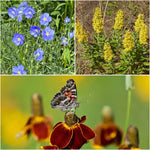 Western Wilderness Wildflowers Plants - Garden for Wildlife