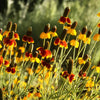 Western Wilderness Wildflowers Plants - Garden for Wildlife