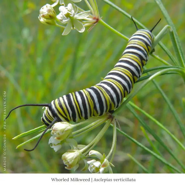 Whorled Milkweed Native Plant Sets | Garden For Wildlife