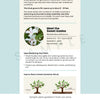 Whorled Milkweed Plant Sets Plants - Garden for Wildlife