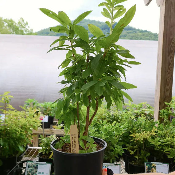 winterberry plant care indoors Winterberry Shrub
