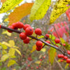 Winterberry Shrub Plants - Garden for Wildlife