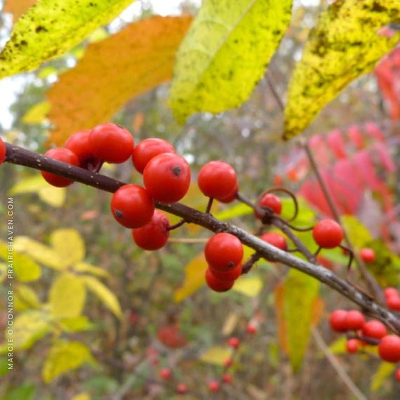 Winterberry Shrub Plants - Garden for Wildlife