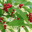 Winterberry Shrub Plants - Garden for Wildlife