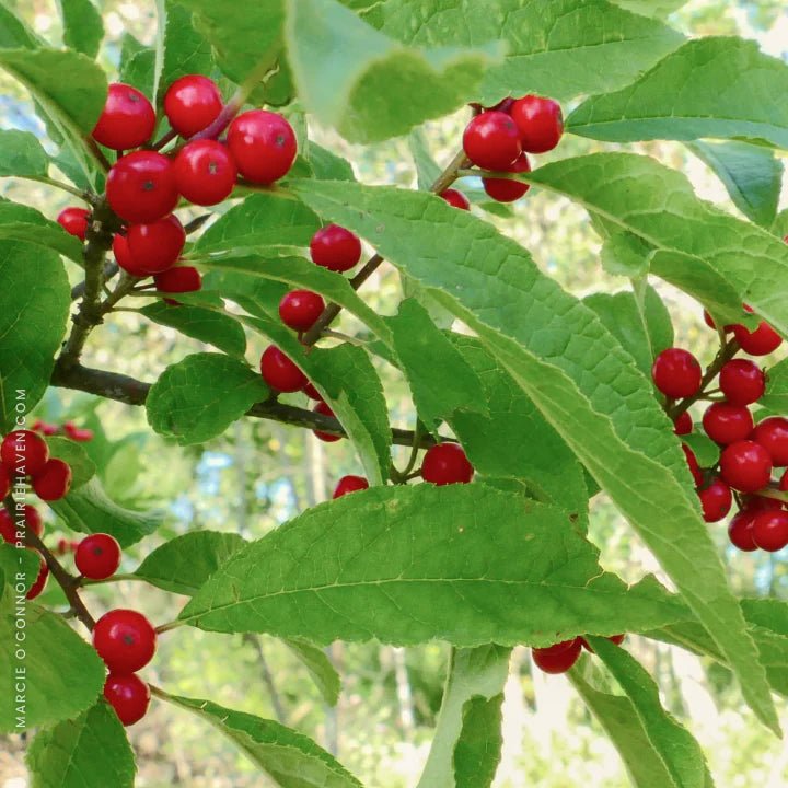 Ilex verticillata or Winterberry - The Mill - Bel Air, Black Horse