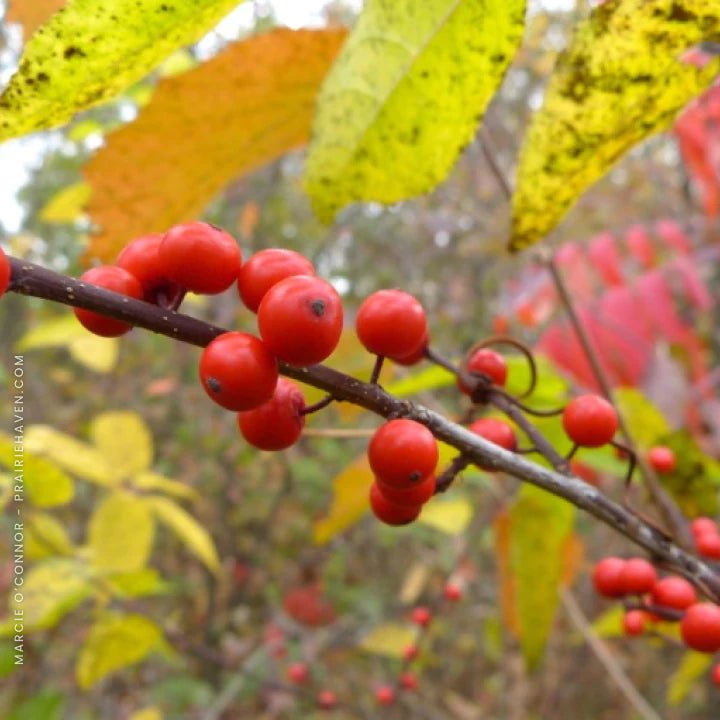 Winterberry Shrub Plants - Garden for Wildlife