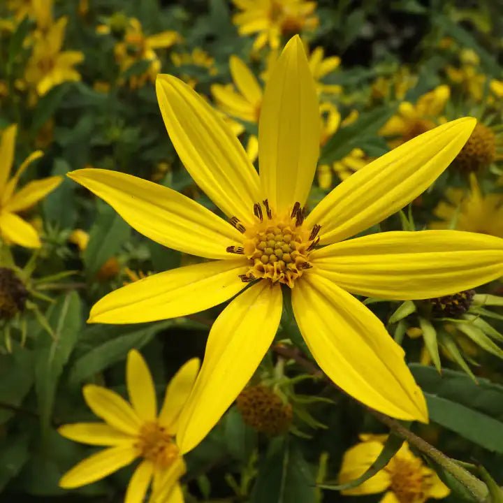 Woodland Sunflower Plant Sets Plants - Garden for Wildlife