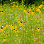 Yellow coneflower Plant Sets Plants - Garden for Wildlife