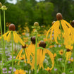 Yellow coneflower Plant Sets Plants - Garden for Wildlife