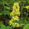 Zig Zag Goldenrod Plant Sets Plants - Garden for Wildlife