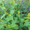 Zig Zag Goldenrod Plant Sets Plants - Garden for Wildlife